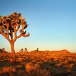 joshua tree